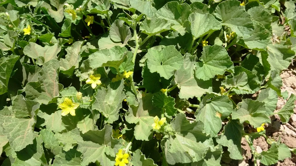 Planting vegetables achieves self-sufficiency for Girê Sipî people