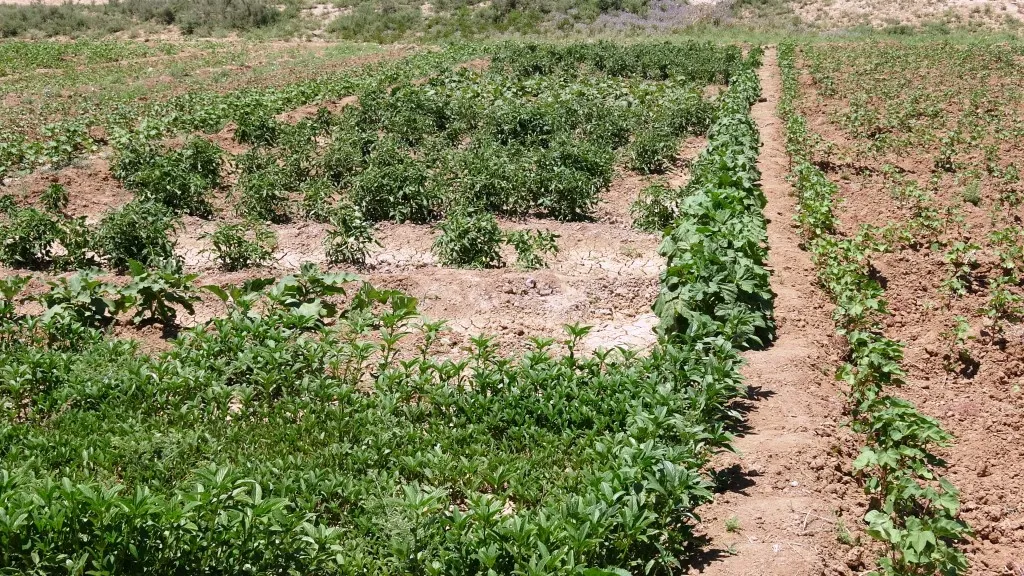 Planting vegetables achieves self-sufficiency for Girê Sipî people