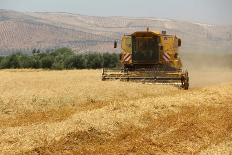 Turkish occupation looted Afrin’s wheat, barley production