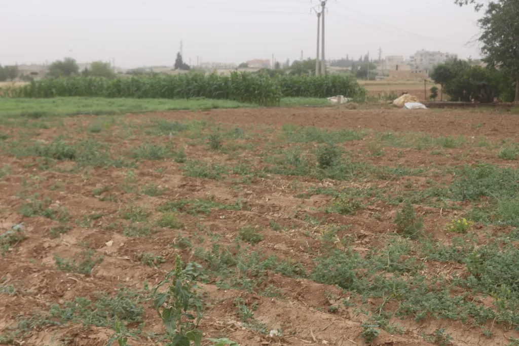 Manbij farmers talk about damage in winter, summer crops
