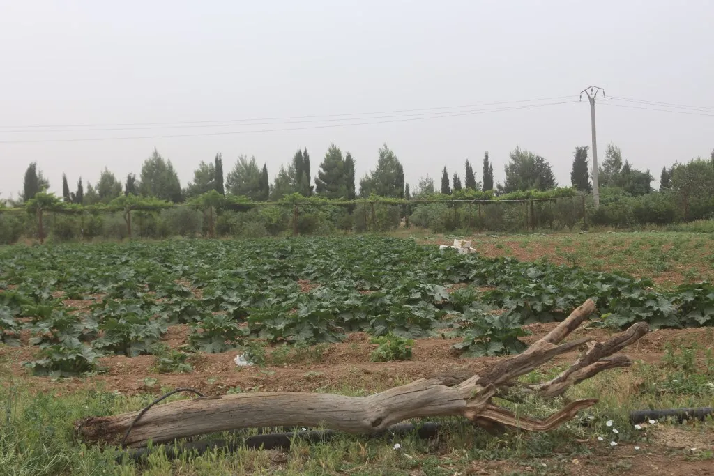 Manbij farmers talk about damage in winter, summer crops