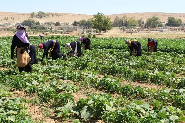 Harvesting summer vegetables in al-Tabqa countryside started