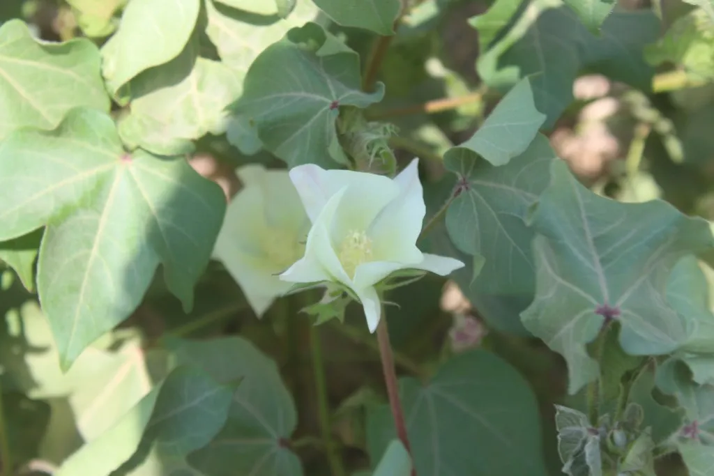 Cotton's worm threatens crop, farmers need help