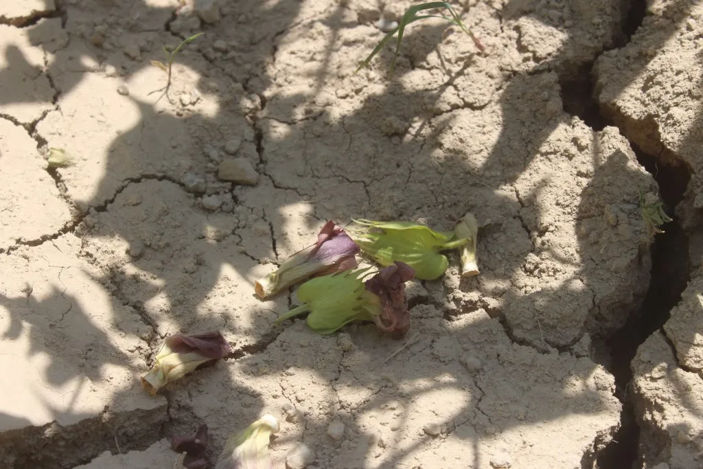 Cotton's worm threatens crop, farmers need help