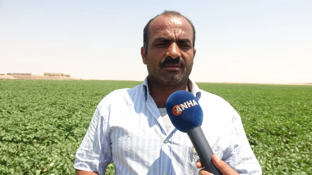 Cotton's worm threatens crop, farmers need help