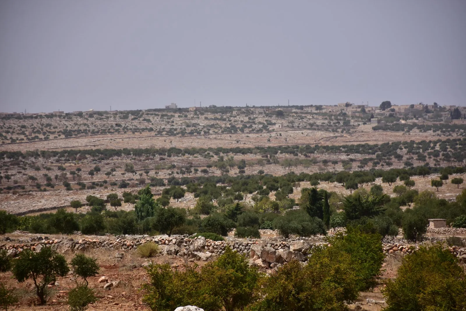 41 hectares, thousands of trees burned in vicinity of Sorxankê village