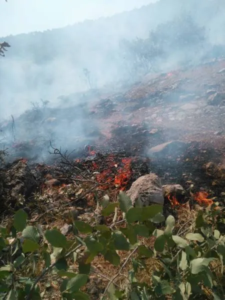 Turkish occupation set fire to lands of Pasûr district 