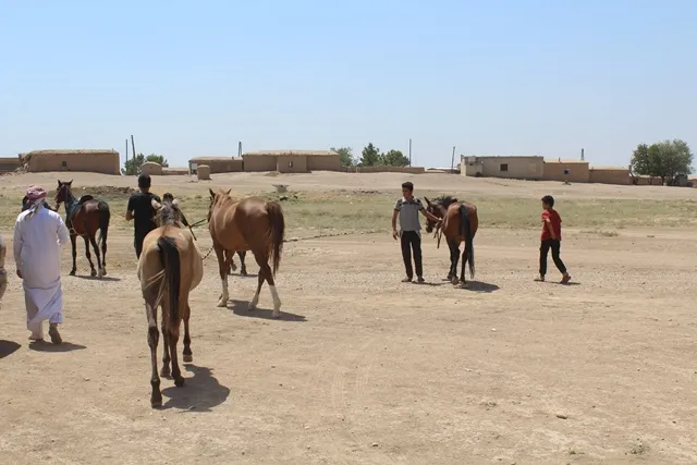 After decades of marginalization, breeding original horses lives on al-Jazeera