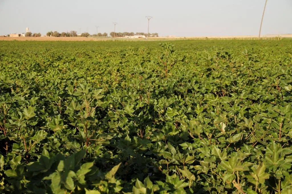 Planting cotton in Serê Kaniyê declined due to water's shortage