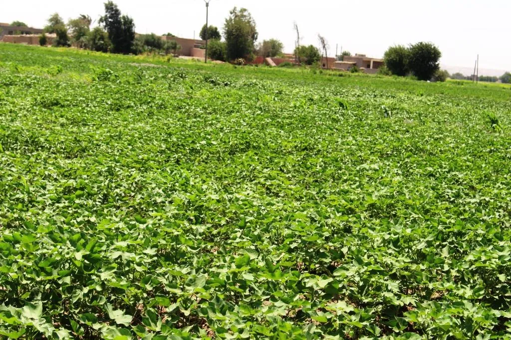 4 years of drought.... Deir ez-Zor lands prosperous again