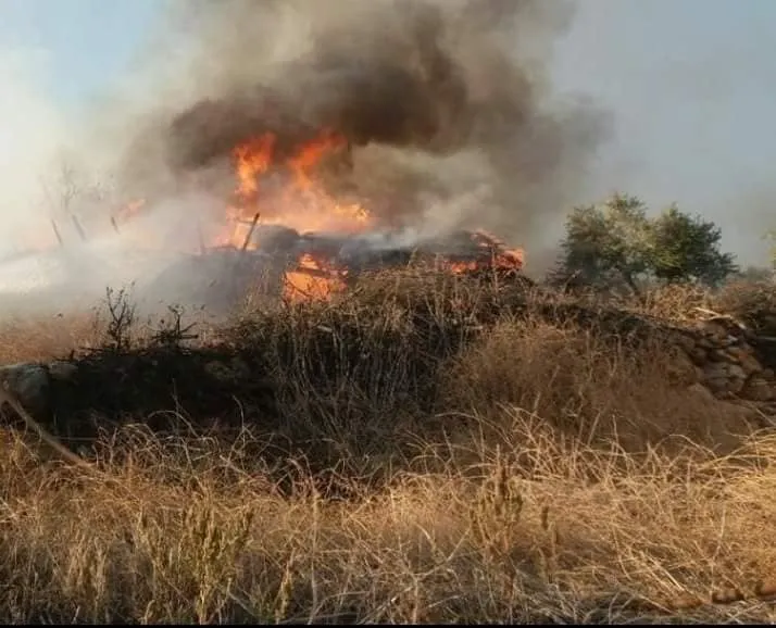 Turkey's mercenaries burn thousands of forest ,olive trees in Hobka village