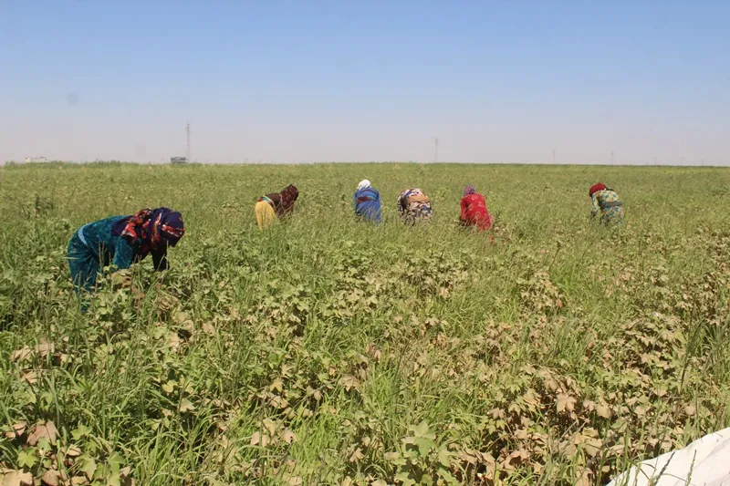 Women in al-Raqqa pioneers in agriculture