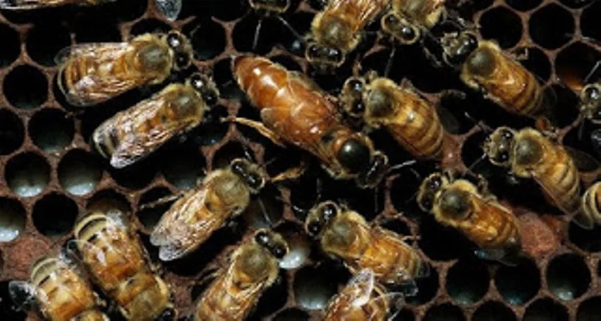 Beekeeping... Small projects, great difficulties