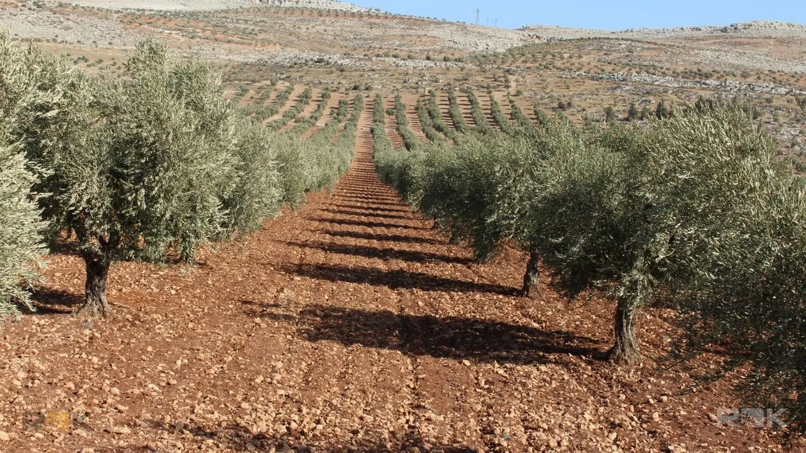 Turkey's mercenaries began looting olive crop in Afrin