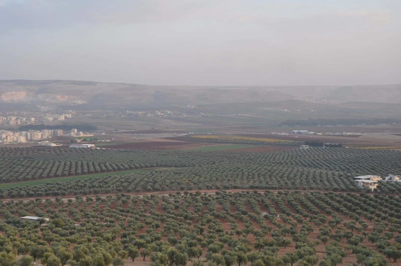 Turkey plundering our life-long efforts by stealing olive season'
