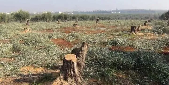 Violations increasing in Afrin, international community silent