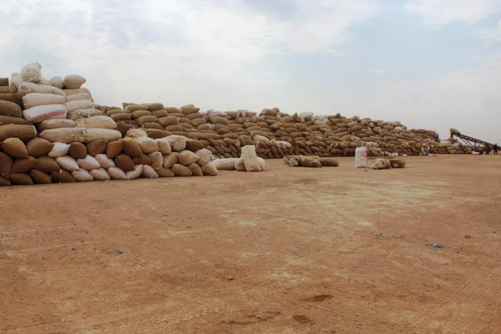 Al-Kabash Center receives daily 400 tons of cotton crop