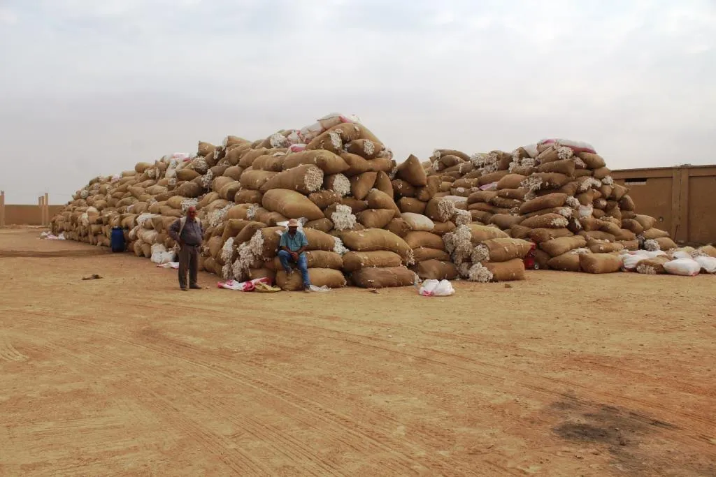 Al-Kabash Center receives daily 400 tons of cotton crop