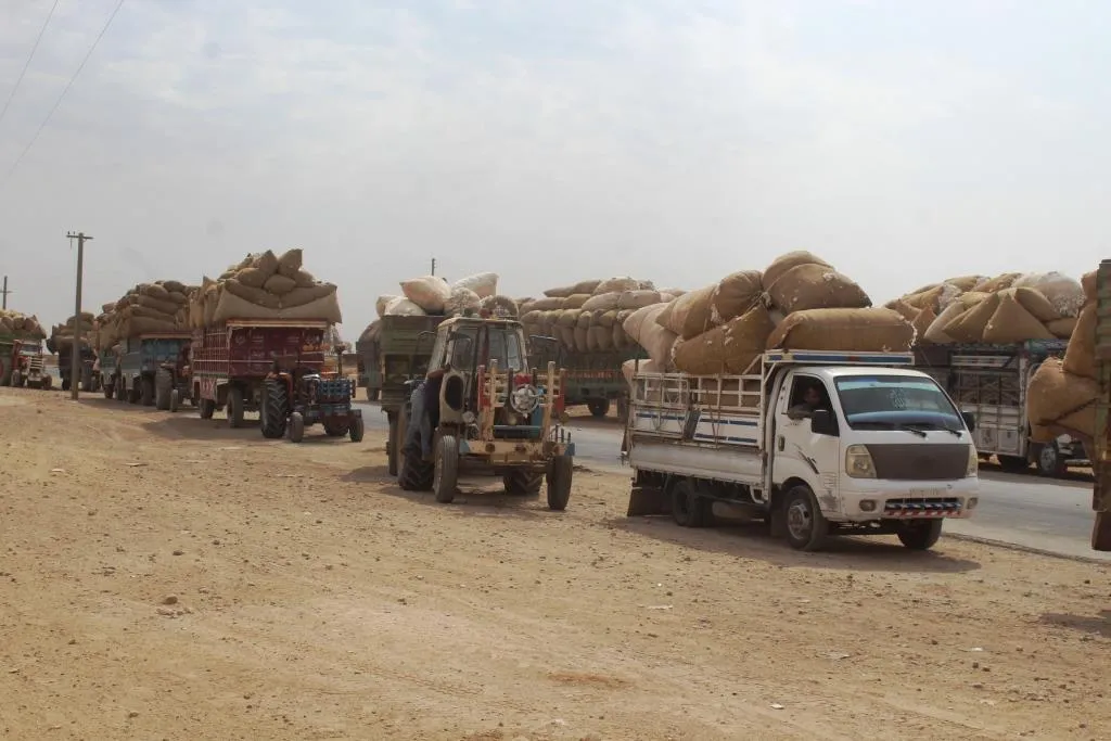 Al-Kabash Center receives daily 400 tons of cotton crop