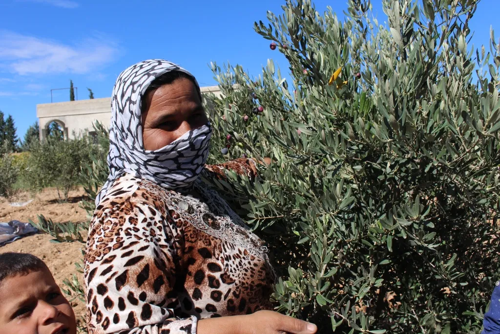 Olive harvest began in Manbij, its countryside