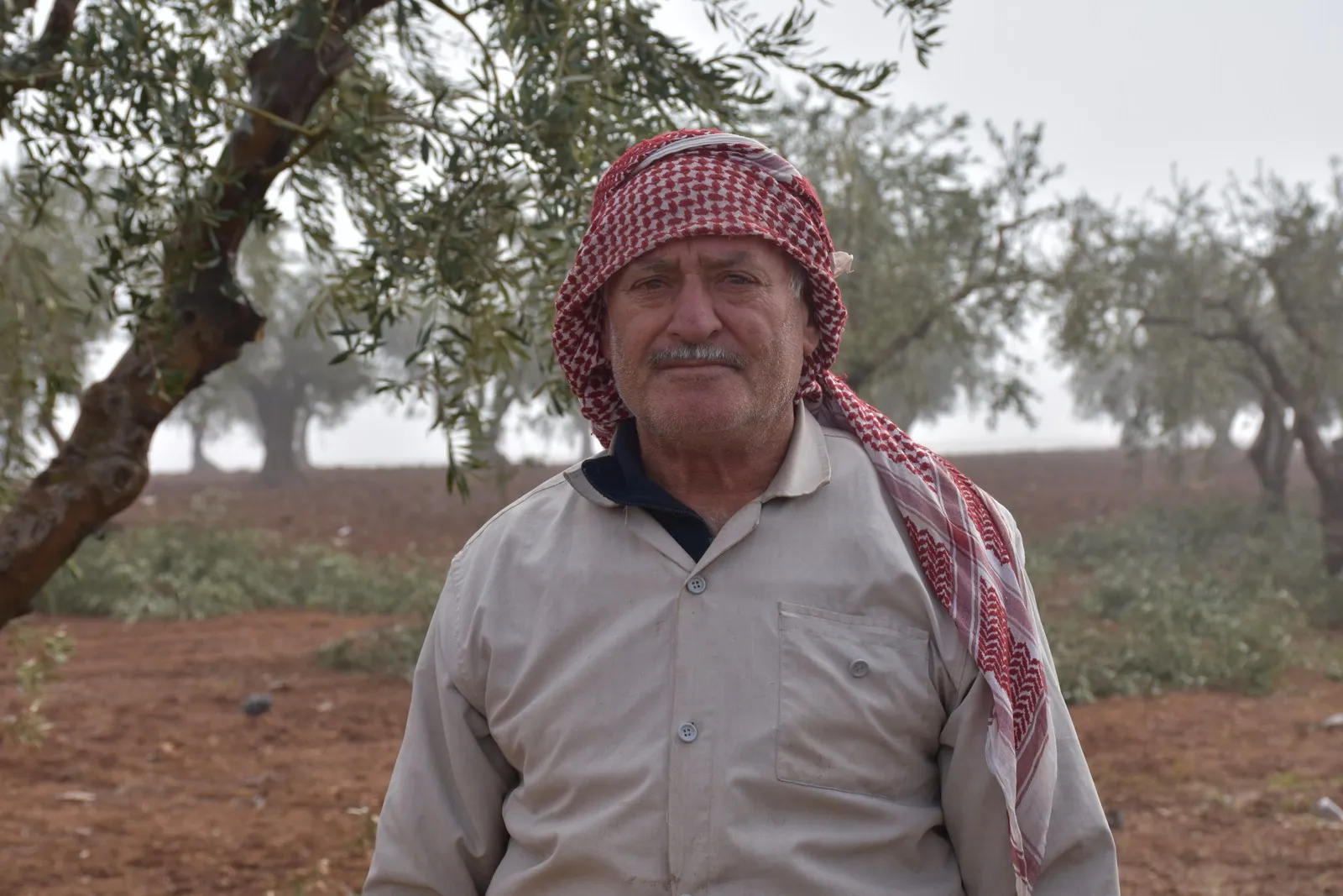After harvesting olives ... pruning trees process begins in al-Shahba