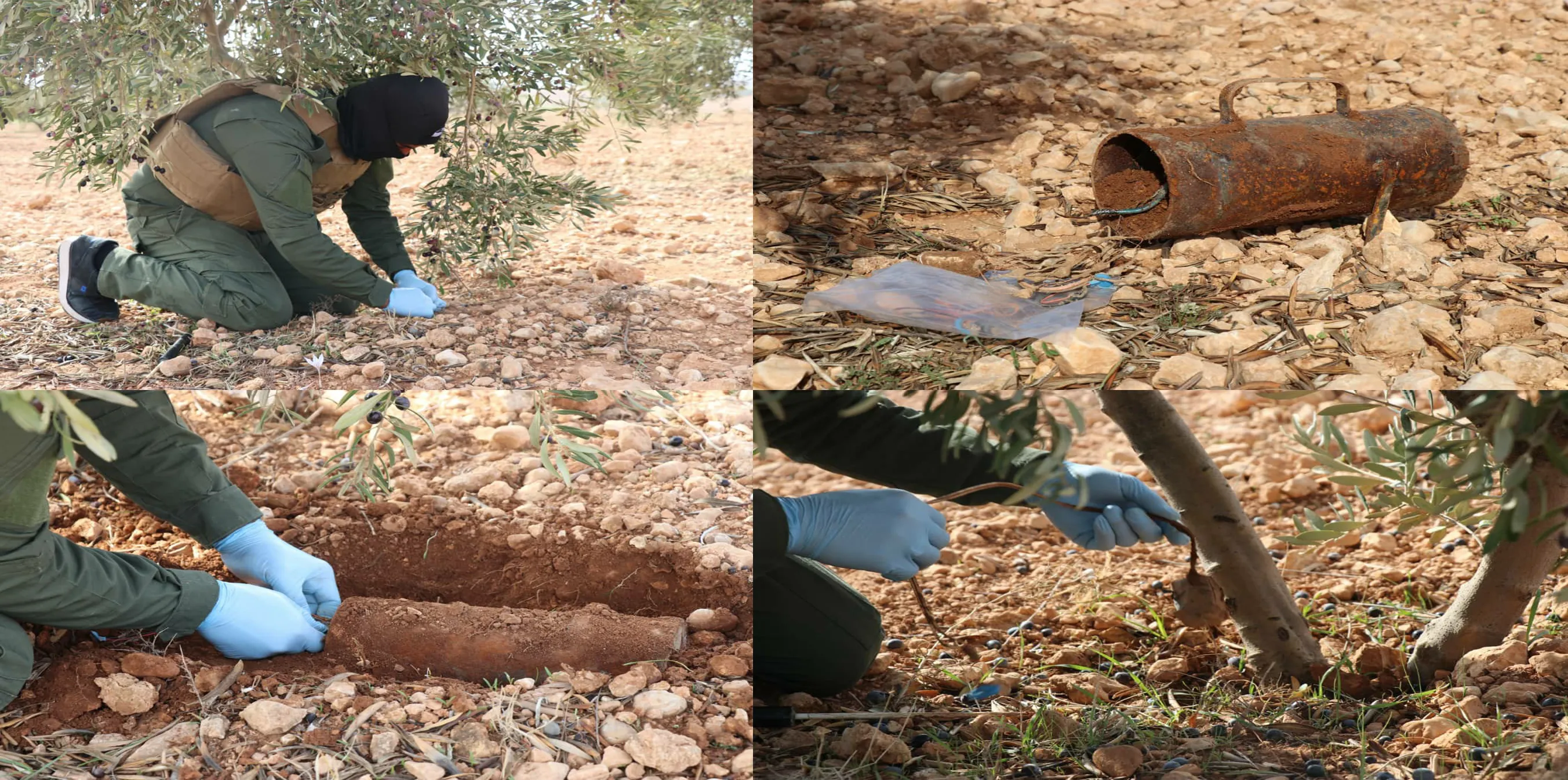 Mine dismantled in olive orchard in Manbij