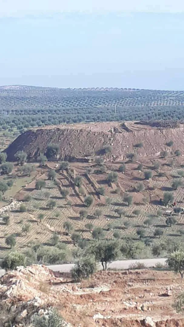 Looting antiquities of hill, 400 Olive tree uprooted in Afrin
