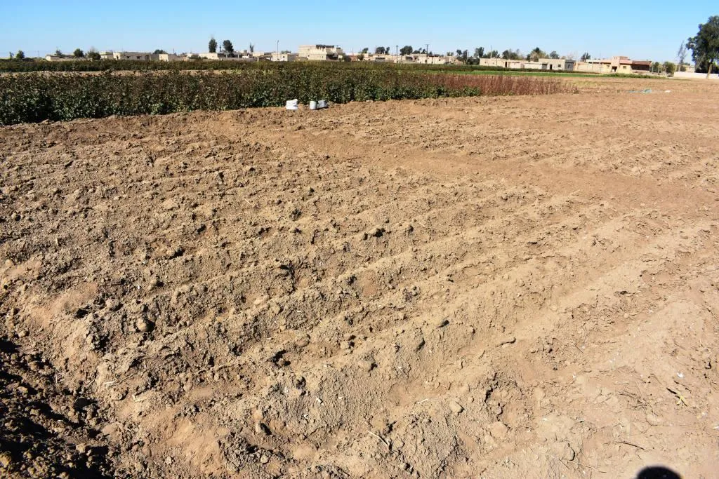 Prosperous agriculture in Deri-ez-Zor after defeating IS