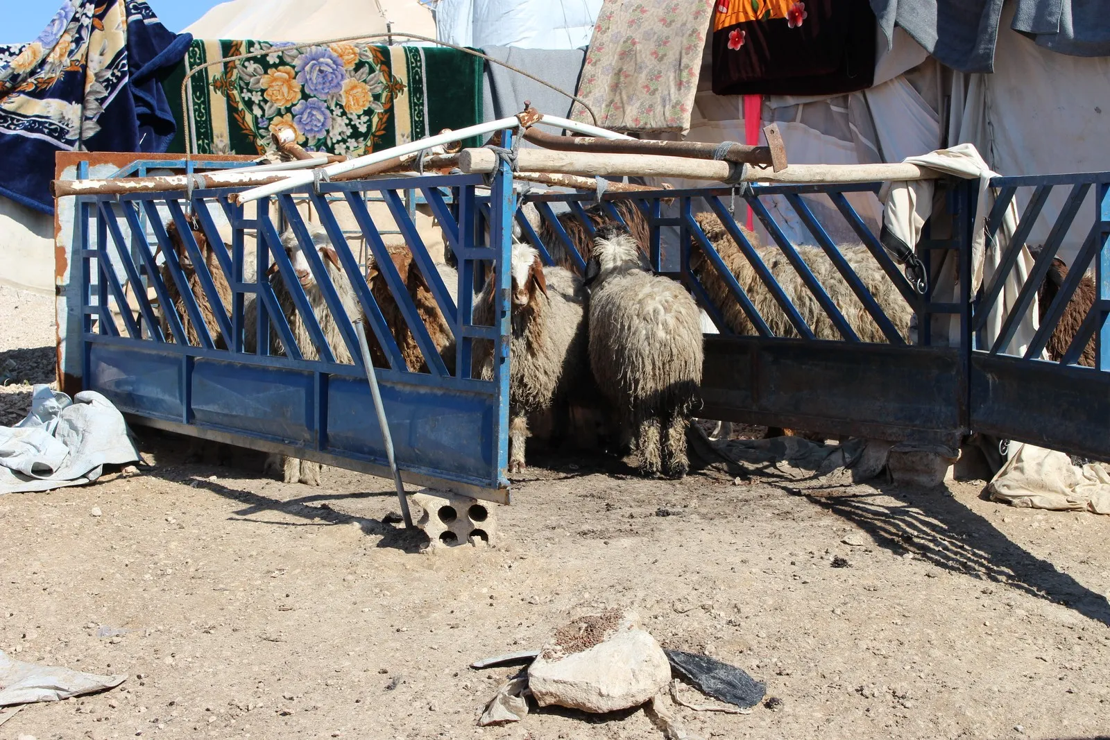 Iraqi refugee: We are happy in Rojava despite living in tents