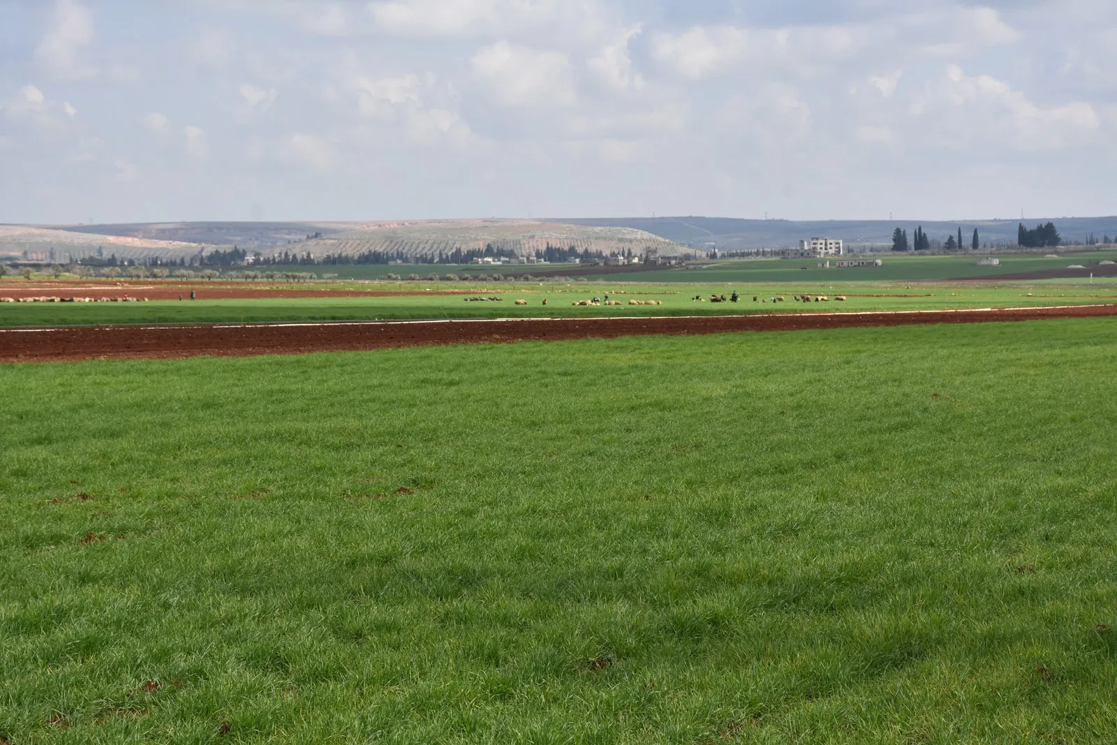 Mercenaries hinder agriculture sector in al-Shahba