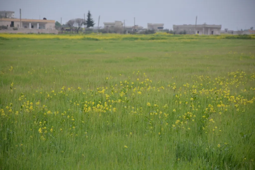 Heavy rains may damage agriculture crops