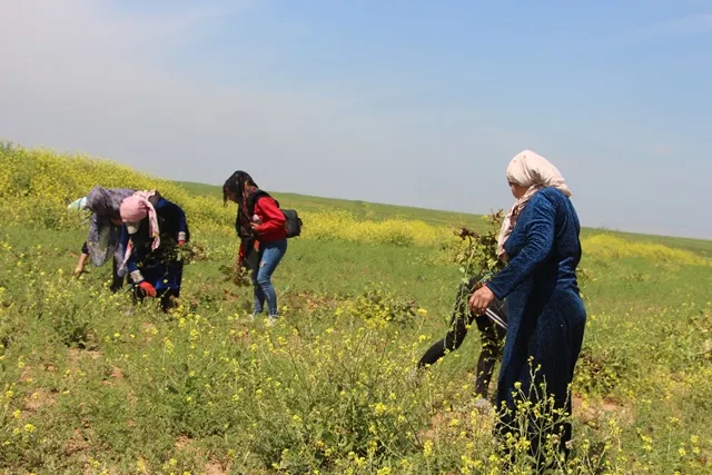 20 women participated in agricultural project