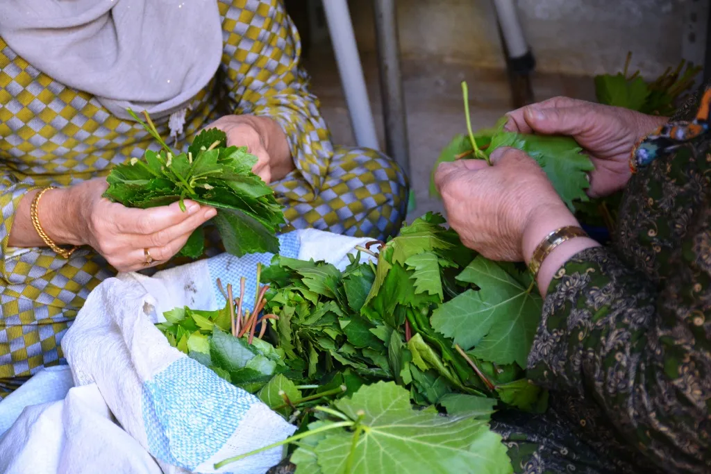 Kobani's women collecting grape leaves