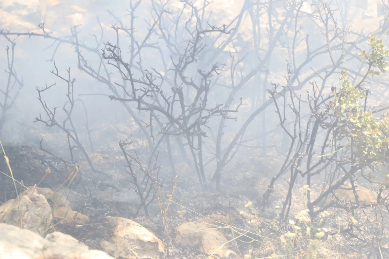Extermination of nature …. New model of Turkish occupation's crimes in Afrin