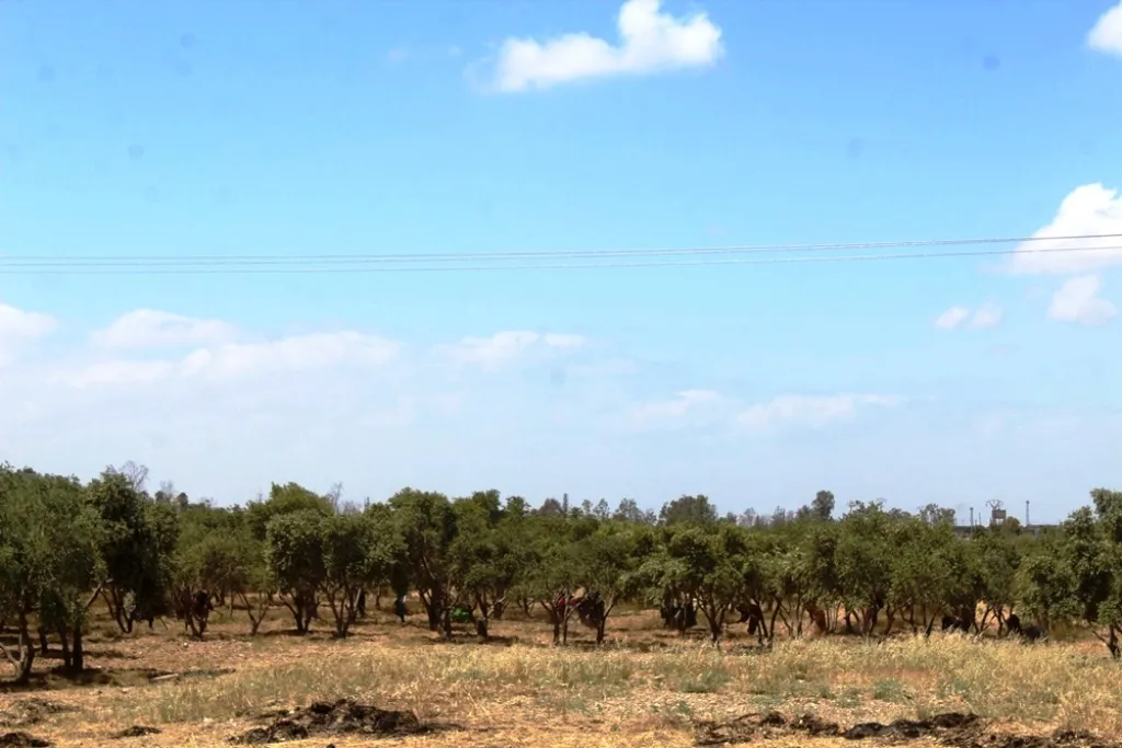 Agriculture Directorate in al-Tabqa seeks to revive Abu Qubea site