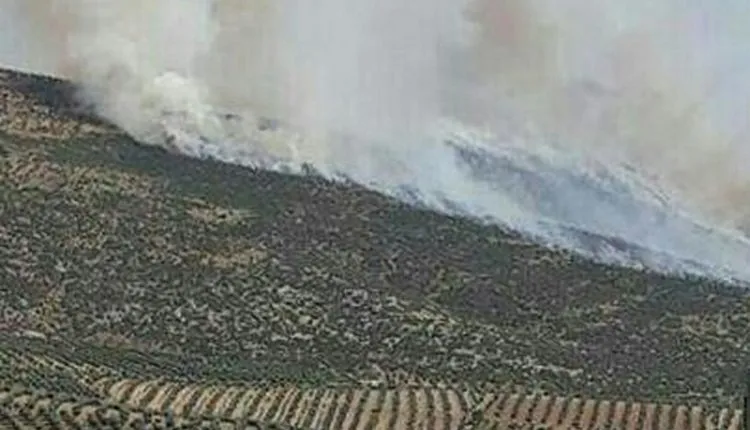 They burnt him 2,000 trees because he did not pay them $ 10,000