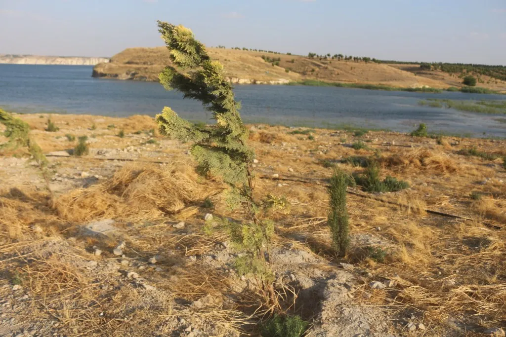 Forestation project in vicinity of Qal'at Najm