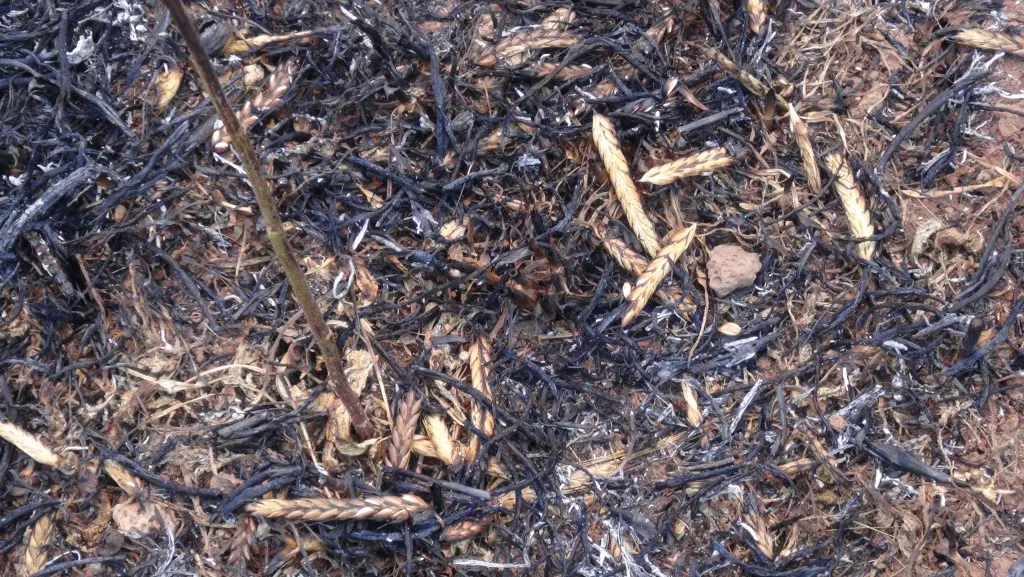 A fire consumes large tracts of land in Shiran district
