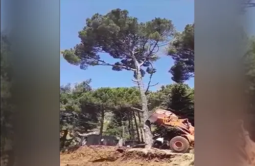 Violations in Afrin continue, mercenaries cutting down forest