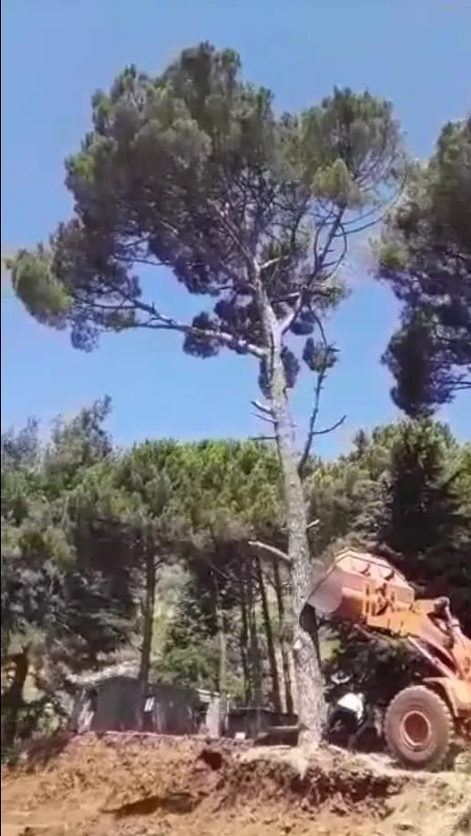 Violations in Afrin continue, mercenaries cutting down forest