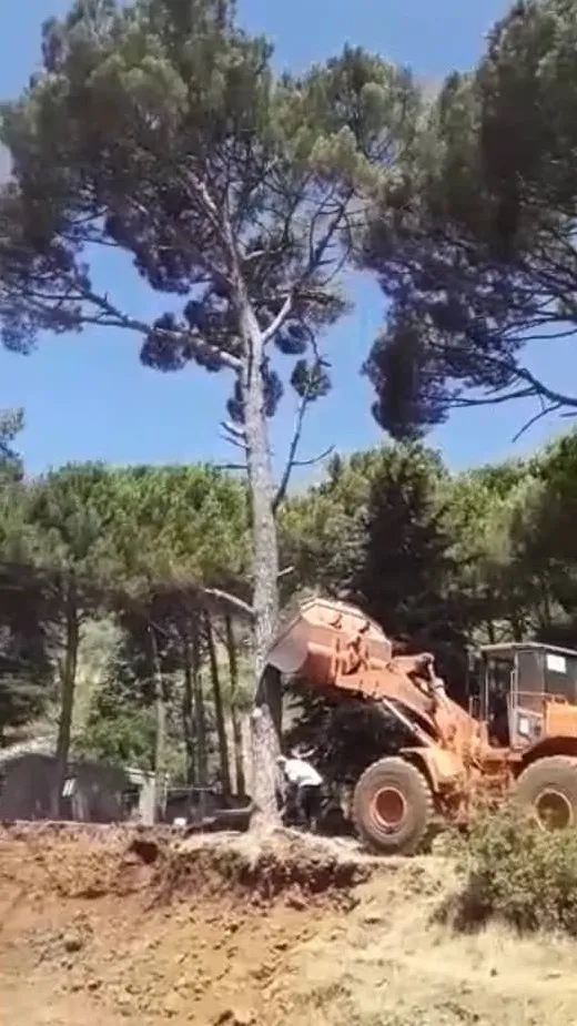 Violations in Afrin continue, mercenaries cutting down forest