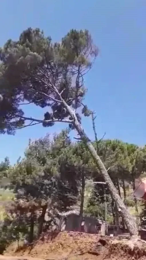 Violations in Afrin continue, mercenaries cutting down forest