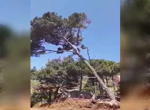 Violations in Afrin continue, mercenaries cutting down forest