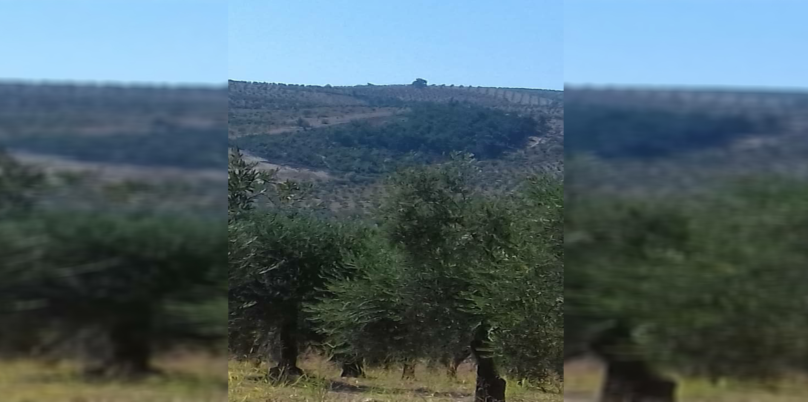 Turkish mercenaries cut down forest trees in Mobata district of Afrin