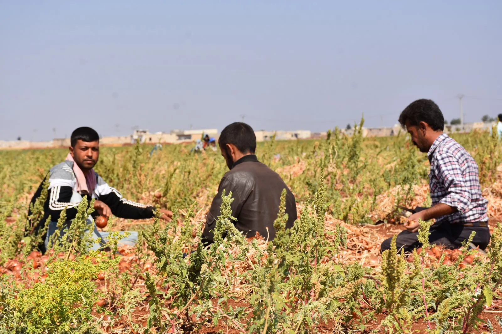 How do Afrin residents face the siege in al-Shahba?
