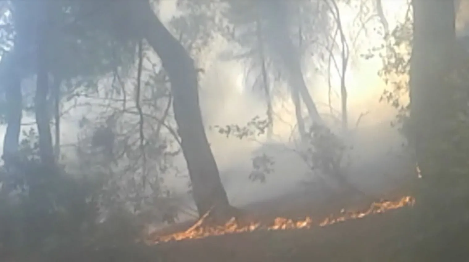 Turkish occupation army set fire to woods of Mobata of Afrin