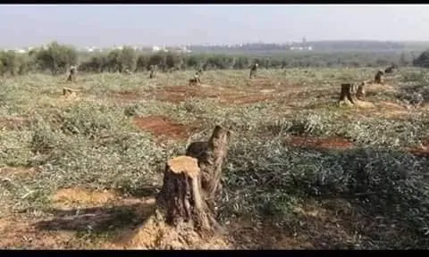 Settlers cut down trees in Afrin, contradictions between them amounted to a fight