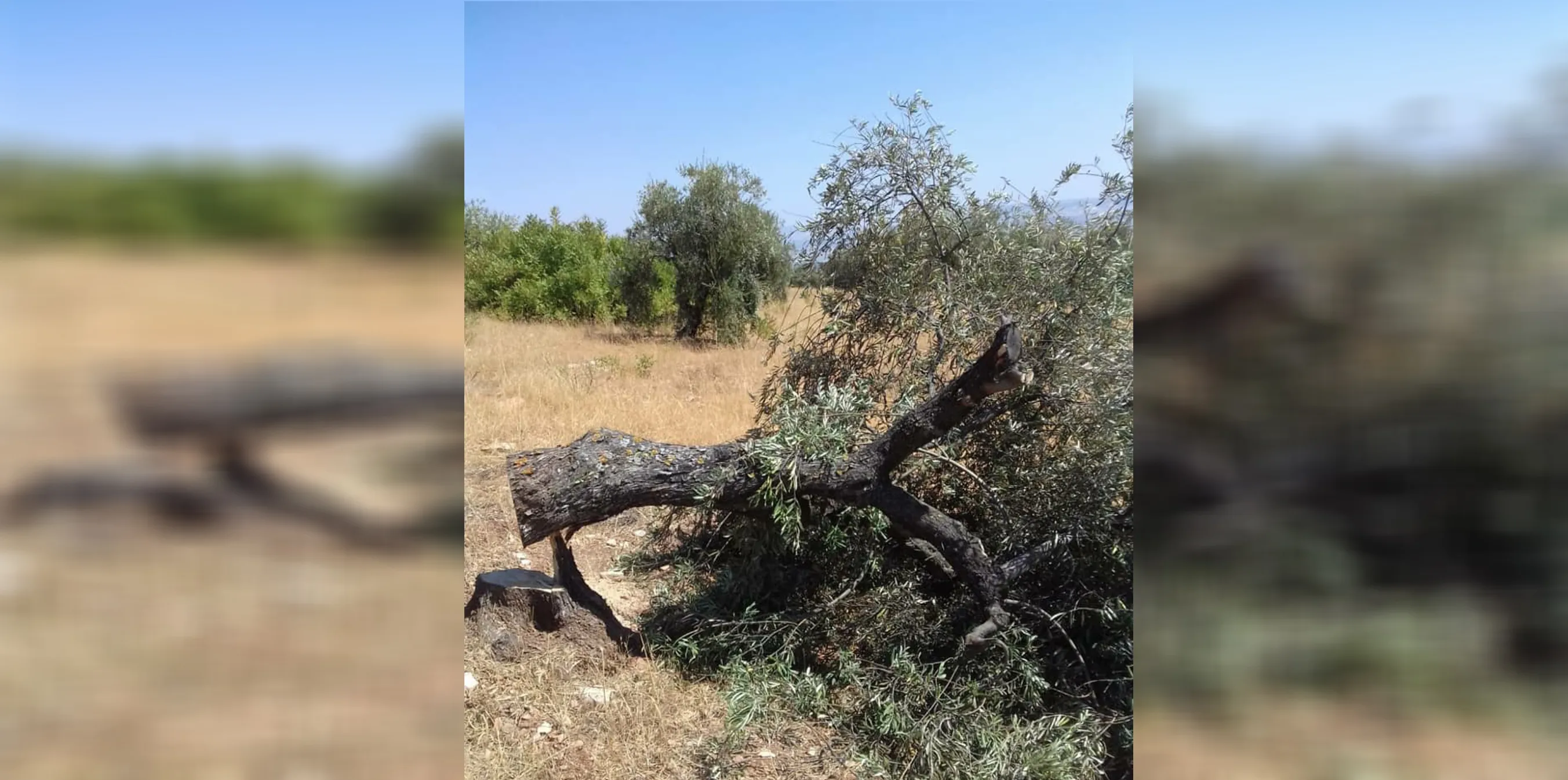 Turkey's mercenaries cut olive trees of Afrin