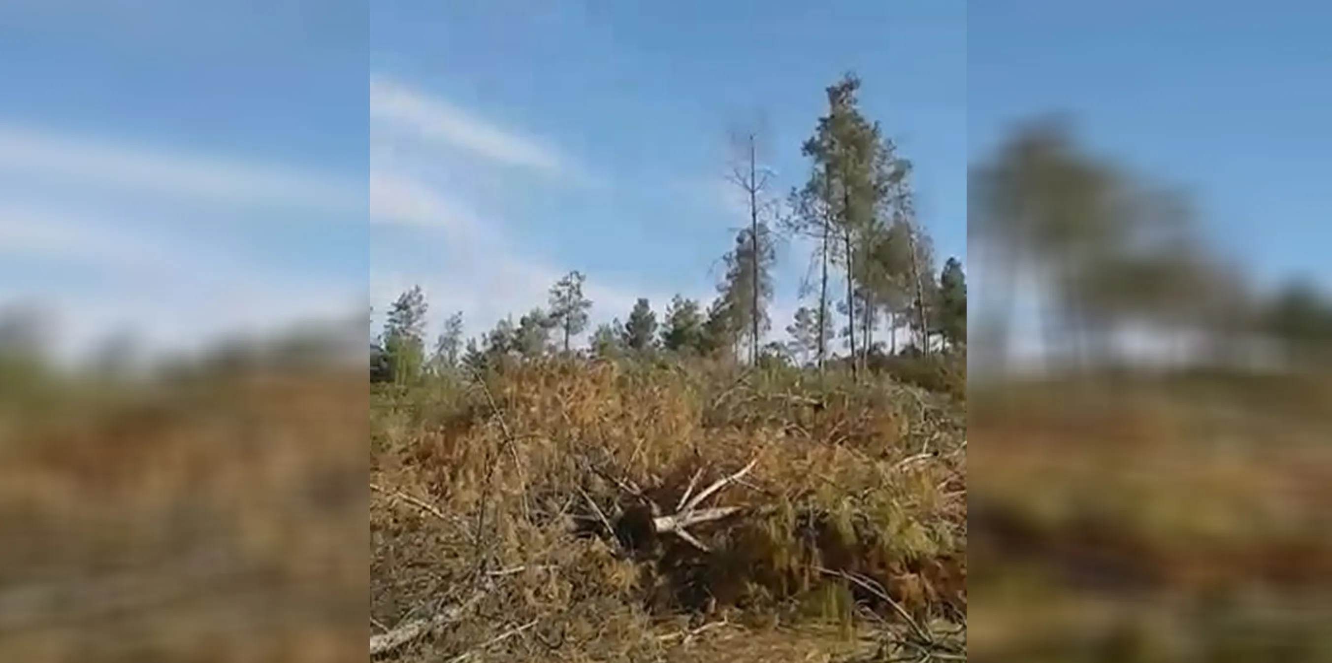 Turkish occupation mercenaries continue to cut forest trees in Afrin