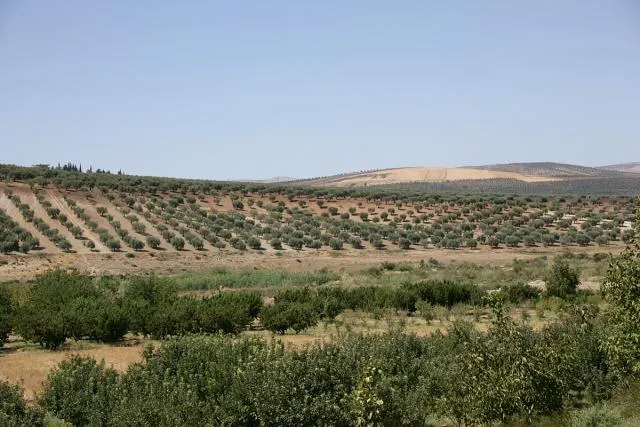 Turkey, its mercenaries loots olive season in Afrin, uprooting its trees
